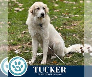 Great Pyrenees-Unknown Mix Dogs for adoption in Kimberton, PA, USA