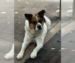 Small Photo #3 Mutt Puppy For Sale in Bolivar, MO, USA