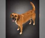Small Beagle Mix