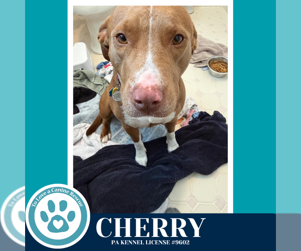 Medium Photo #2 Mutt Puppy For Sale in Kimberton, PA, USA