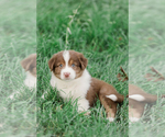 Small Photo #17 Australian Shepherd Puppy For Sale in ARODA, VA, USA