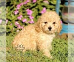 Small #2 Cavapoo
