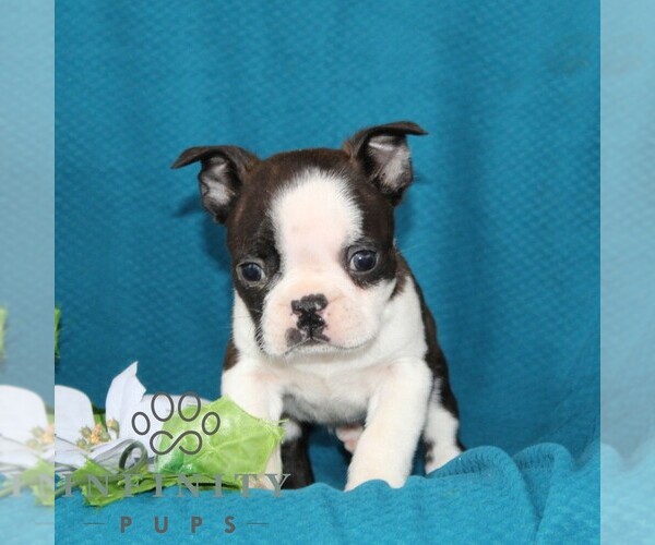 Medium Photo #6 Boston Terrier Puppy For Sale in QUARRYVILLE, PA, USA