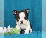 Small #5 Boston Terrier