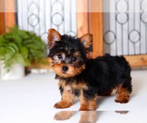 Yorkshire Terrier Puppy for sale in NAPLES, FL, USA