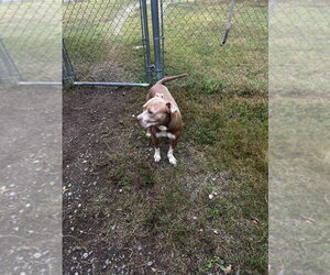 DQ 67 Pinto - Male Mutt Dog for Adoption - Photo #3