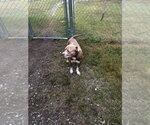 Small Photo #3 Mutt Puppy For Sale in Glen Allen, VA, USA