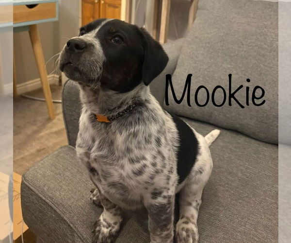 Medium Photo #1 Boxer-Unknown Mix Puppy For Sale in Salt Lake City, UT, USA