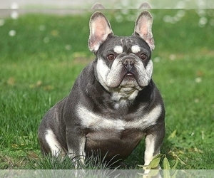 Mother of the French Bulldog puppies born on 10/13/2023