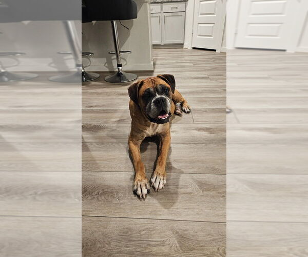Medium Photo #5 Boxer Puppy For Sale in Austin, TX, USA