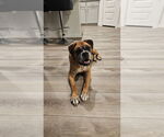 Small #4 Boxer