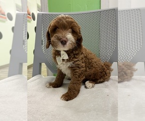 Goldendoodle (Miniature) Puppy for sale in RANDOLPH, MA, USA