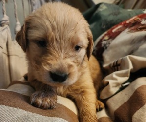 Golden Retriever Puppy for sale in CASSVILLE, PA, USA