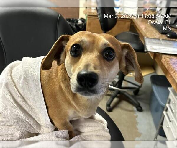 Medium Photo #1 Chiweenie Puppy For Sale in Ocala, FL, USA