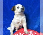 Small Photo #1 Australian Cattle Dog Puppy For Sale in GROVESPRING, MO, USA