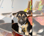 Puppy Zest German Shepherd Dog-Siberian Husky Mix