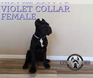 Cane Corso Puppy for Sale in APPLE VALLEY, California USA