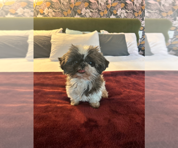 Medium Photo #1 Shih Tzu Puppy For Sale in Silver Spring, MD, USA