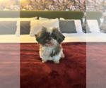 Small Shih Tzu