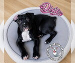 Small #3 Boxer Mix