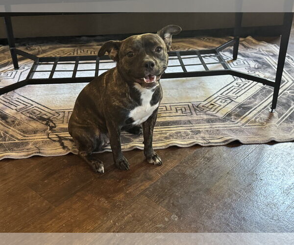 Medium Photo #3 French Bulldog-Staffordshire Bull Terrier Mix Puppy For Sale in Phoenix, AZ, USA