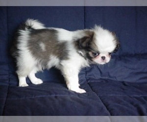 Japanese Chin Dog for Adoption in SALEM, Oregon USA