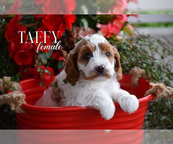 Medium Photo #5 Cavapoo Puppy For Sale in STANLEY, WI, USA