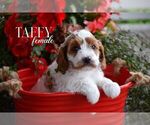 Small #4 Cavapoo