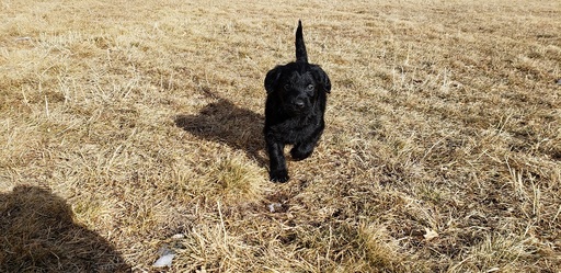 Medium Photo #7 Labradoodle Puppy For Sale in CO SPGS, CO, USA