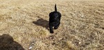 Small Photo #7 Labradoodle Puppy For Sale in CO SPGS, CO, USA