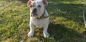 English Bulldog Puppy for sale in HEMET, CA, USA