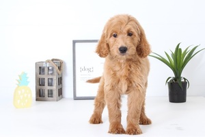 Goldendoodle Puppy for sale in NAPLES, FL, USA