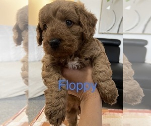 Goldendoodle (Miniature) Puppy for sale in WINTER HAVEN, FL, USA