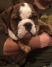 English Bulldog Puppy for sale in WHITEHOUSE STATION, NJ, USA