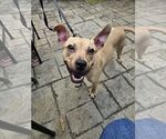 Small #2 Mutt