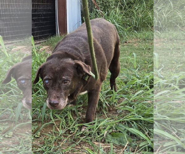 Medium Photo #2 Labrador Retriever-Unknown Mix Puppy For Sale in Jackson, MS, USA