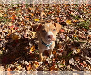 Mutt Dogs for adoption in Chestertown, MD, USA