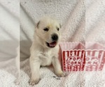 Litter of 6 - Male(s) and Female(s) German Shepherd DogLitter of Puppies for Sale - Photo #11