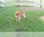 Small Photo #1 Golden Retriever Puppy For Sale in SINGERS GLEN, VA, USA