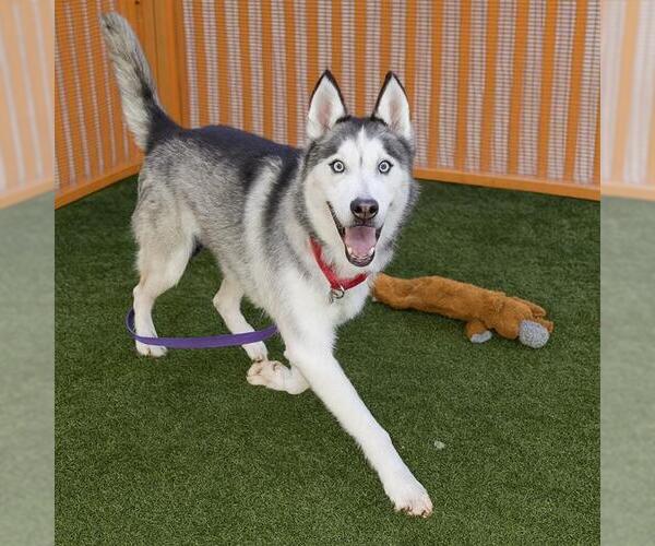 Medium Photo #1 Siberian Husky-Unknown Mix Puppy For Sale in Las Vegas, NV, USA