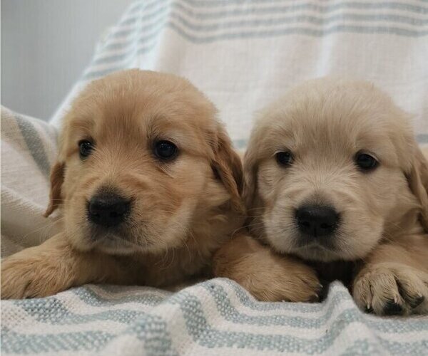 Medium Photo #1 Golden Retriever Puppy For Sale in SACRAMENTO, CA, USA