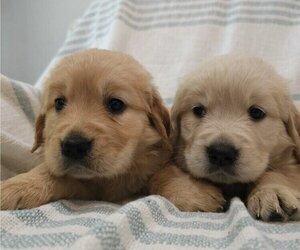 Golden Retriever Puppy for sale in SACRAMENTO, CA, USA
