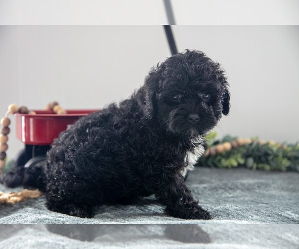 Medium Photo #2 Poodle (Miniature)-Portuguese Water Dog Mix Puppy For Sale in FREDERICKSBURG, OH, USA
