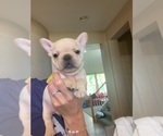 Puppy 1 French Bulldog