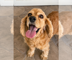 Cocker Spaniel Dogs for adoption in Phoenix, AZ, USA