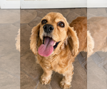 Small Cocker Spaniel