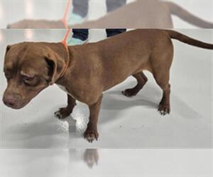 American Pit Bull Terrier-Unknown Mix Dogs for adoption in Temple, TX, USA