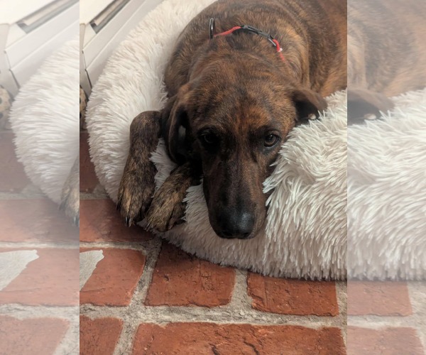 Medium Photo #3 Plott Hound-Unknown Mix Puppy For Sale in Mechanicsburg, PA, USA