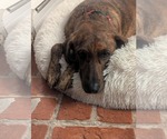 Small #2 Plott Hound Mix