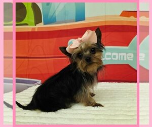 Morkie Puppy for sale in TAYLOR, TX, USA